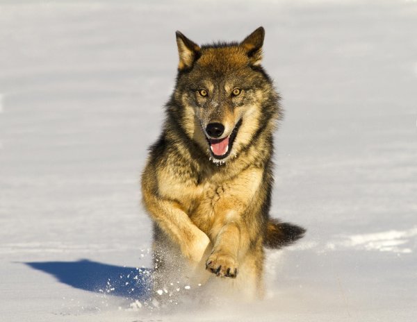 Бегущая с волками