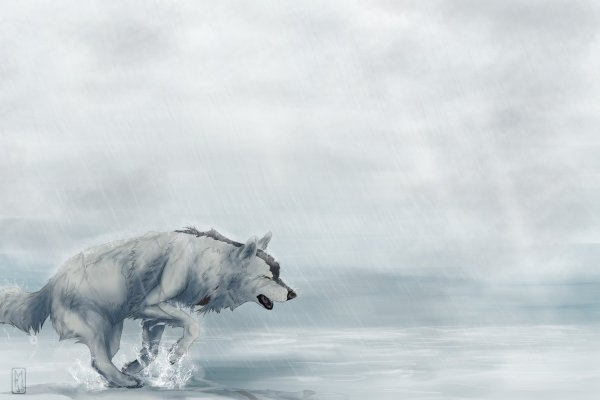 Волк под дождем арт