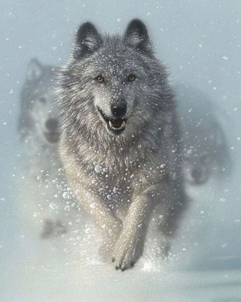 Коллин Богл художник картины