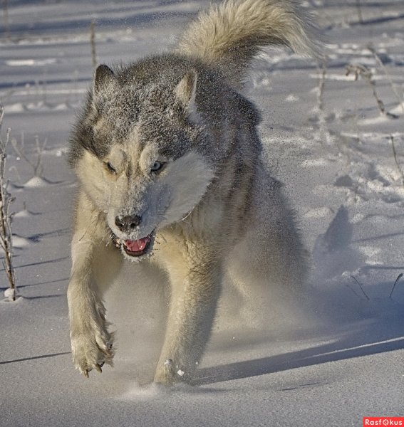 Волк убегает