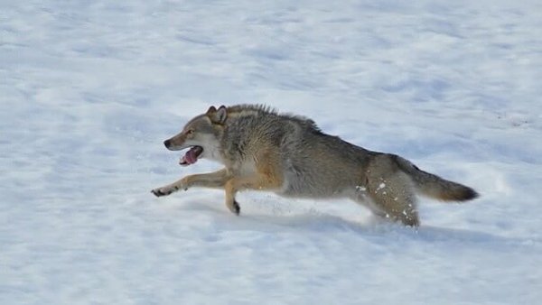 Убегающий волк от охотника
