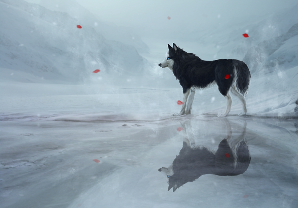 Волки бегут по снегу