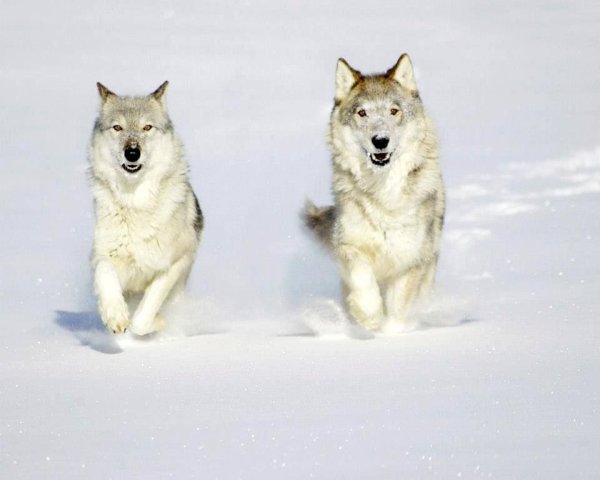 Бегущая с волками