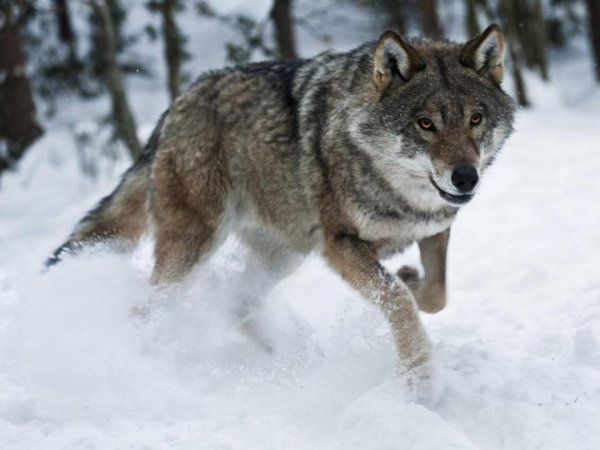 Волки в Иркутской области