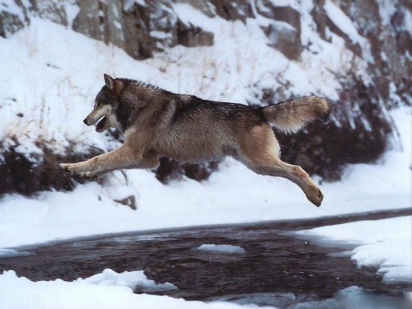 Бегущая с волками