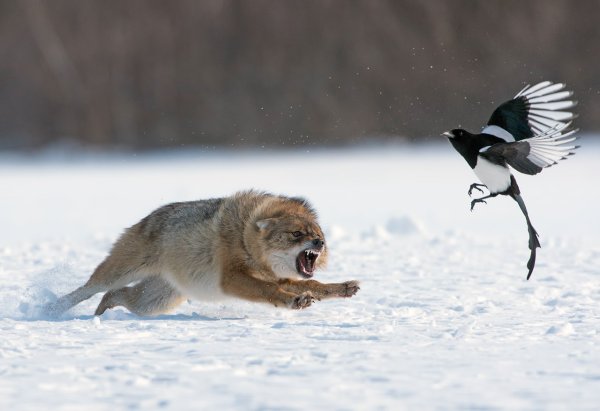 Мощны Мои лапищи