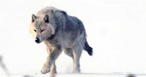 Волк идет вперед