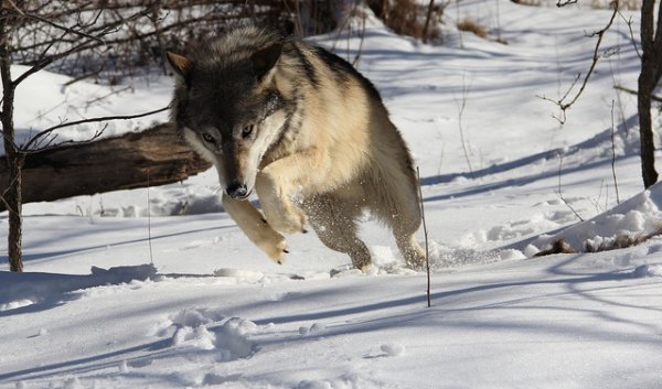 Бежит от волка