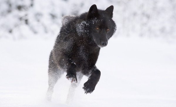 Черный волк