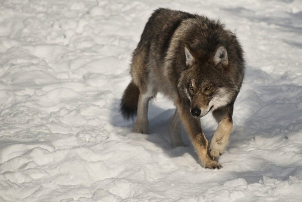 Волк сверху