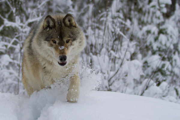 Волки бегут по снегу