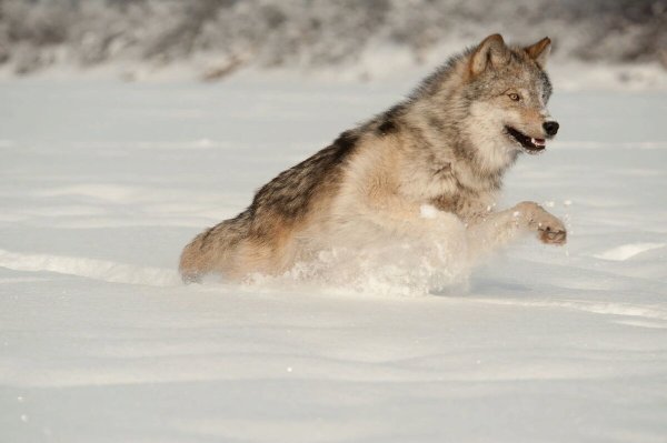 Стая Волков бежит по снегу