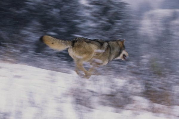 Бегущие волки в снегу