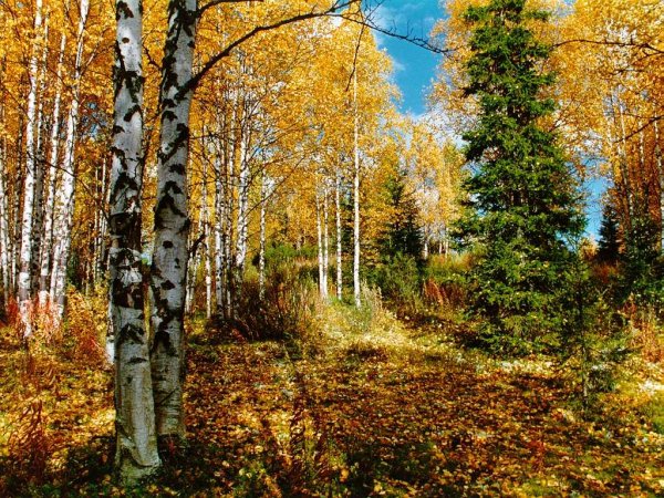 Лес точно Терем расписной лиловый золотой багряный