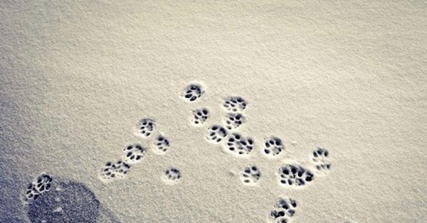 Кошачьи следы на снегу