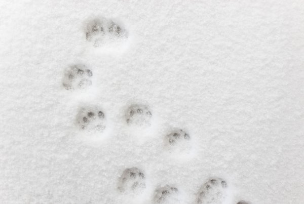 Кошачьи лапки на снегу