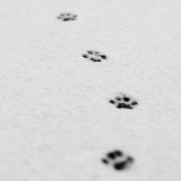 Следы лапок на снегу