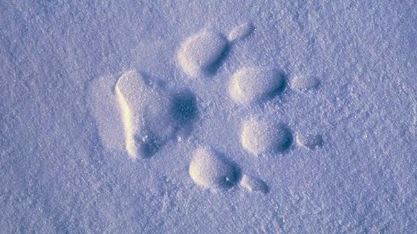 Собачьи следы на снегу