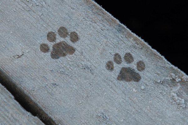 Следы кошки на снегу