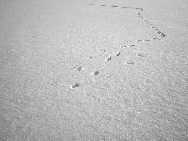 Следы кошки на снегу