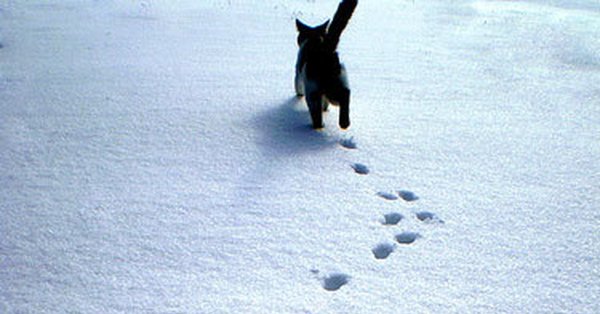 Кошачьи следы на снегу