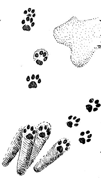 Кошачьи следы на снегу