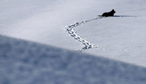 Собачьи следы на снегу