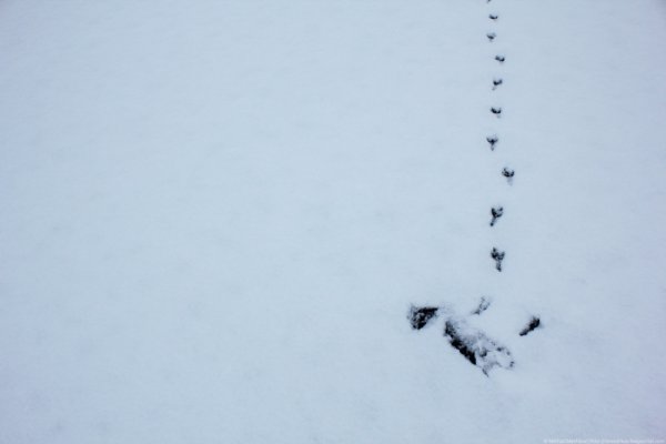 Следы сороки на снегу