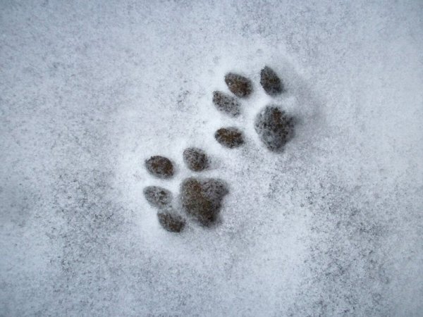 Следы животных и птиц на снегу