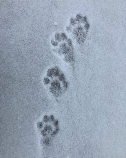 Следы енотовидной собаки