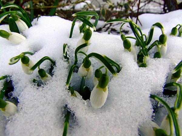 Снег весной