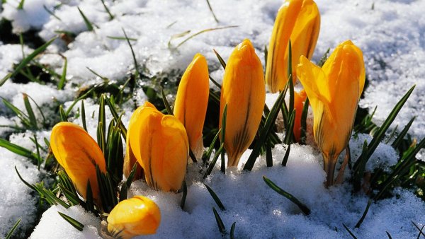 Весна приближается