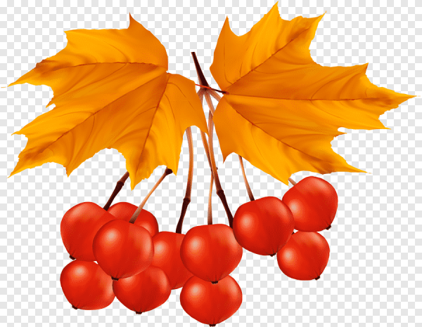 Осенние листочки картинки