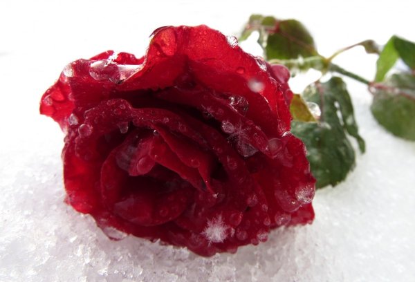 Розы на фоне снега