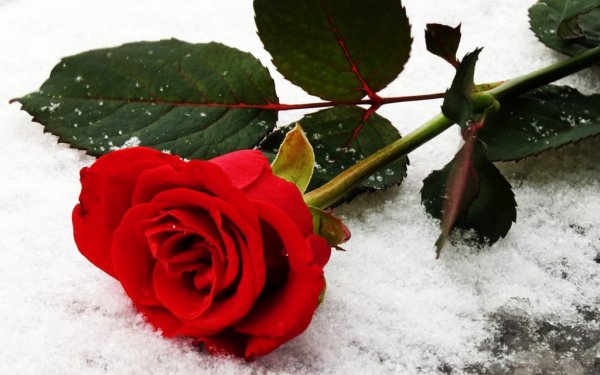 Алая роза на снегу
