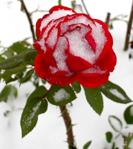Розы на морозе