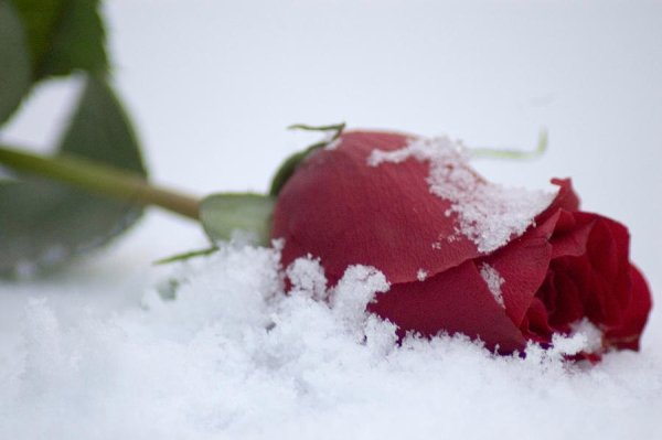 Две розы на снегу