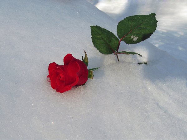 Красивые розы на снегу