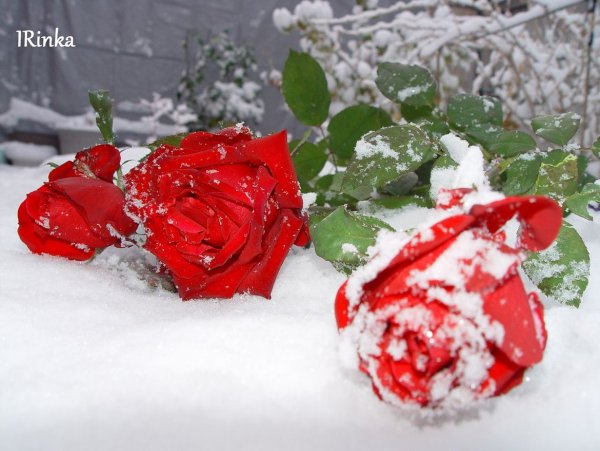 Алая роза на снегу