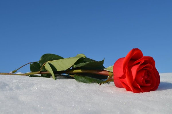 Розы на снегу