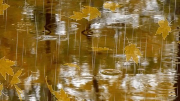 Мелкий осенний дождь