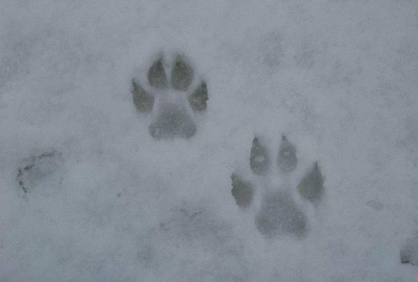 Собачьи следы на снегу