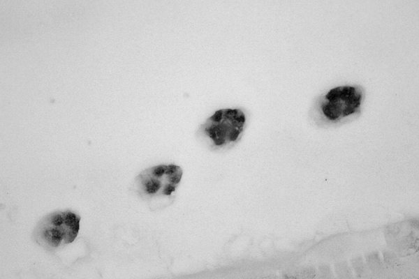 Следы лисы зимой