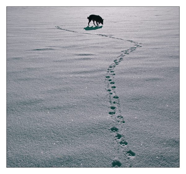 Следы собаки на снегу