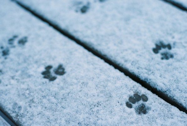 Следы кошки на снегу