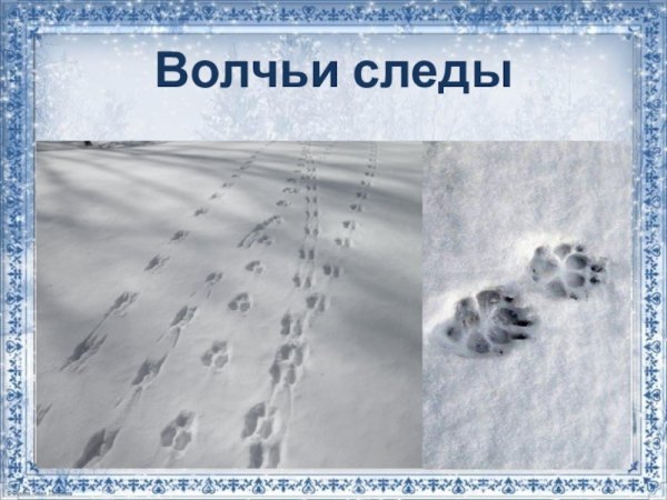 Волчьи следы зимой