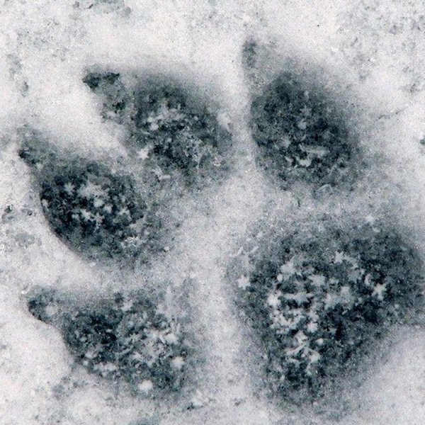 Следы собаки на снегу