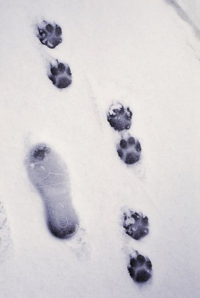 Собачьи следы на снегу