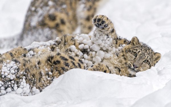 Снежный Барс в снегу