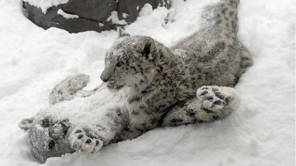 Барс играется в снегу